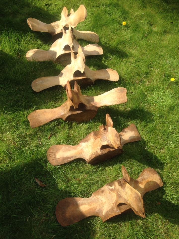Whale Bones and Walking Stones