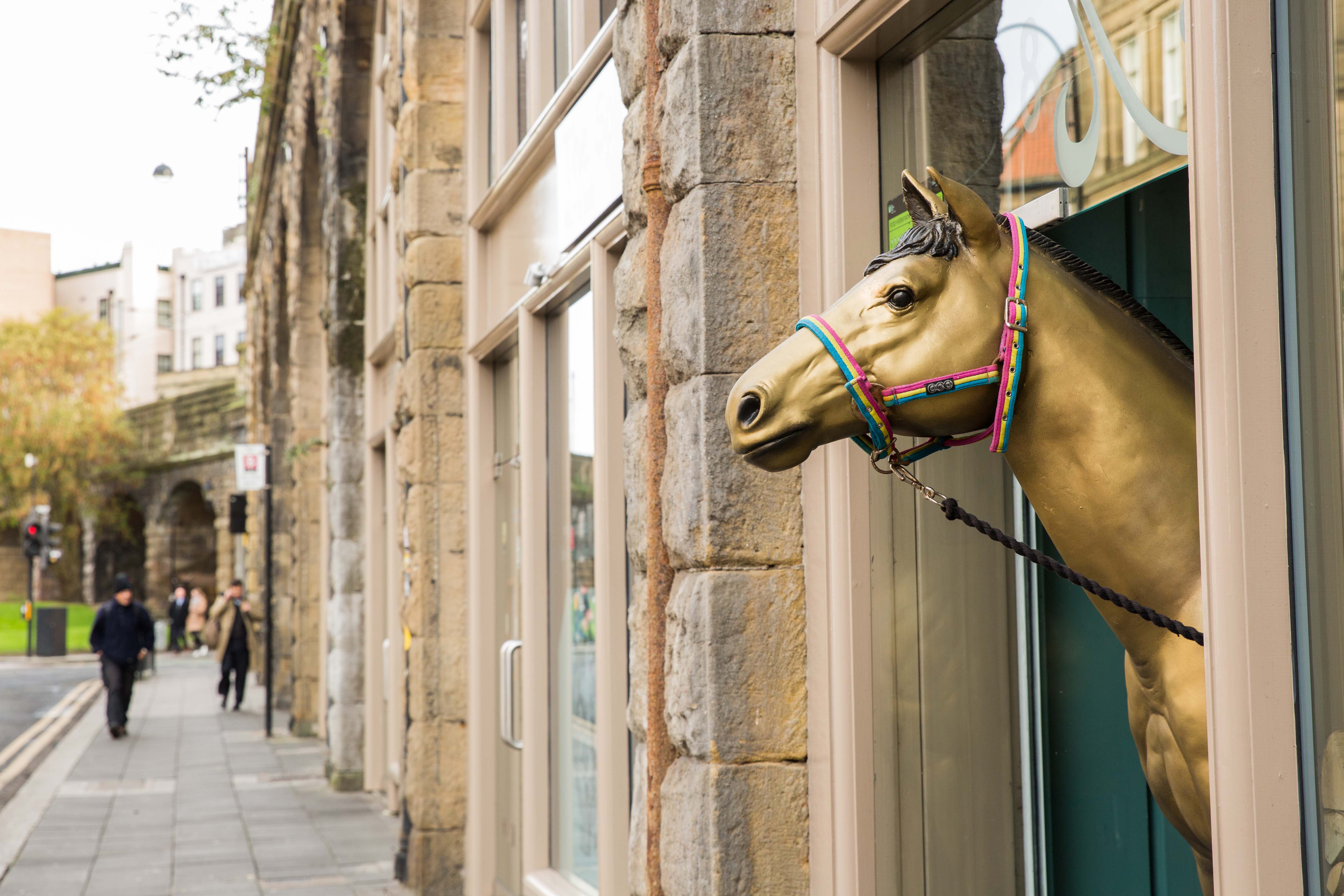 Rebecca Gibson Newcastle Horse