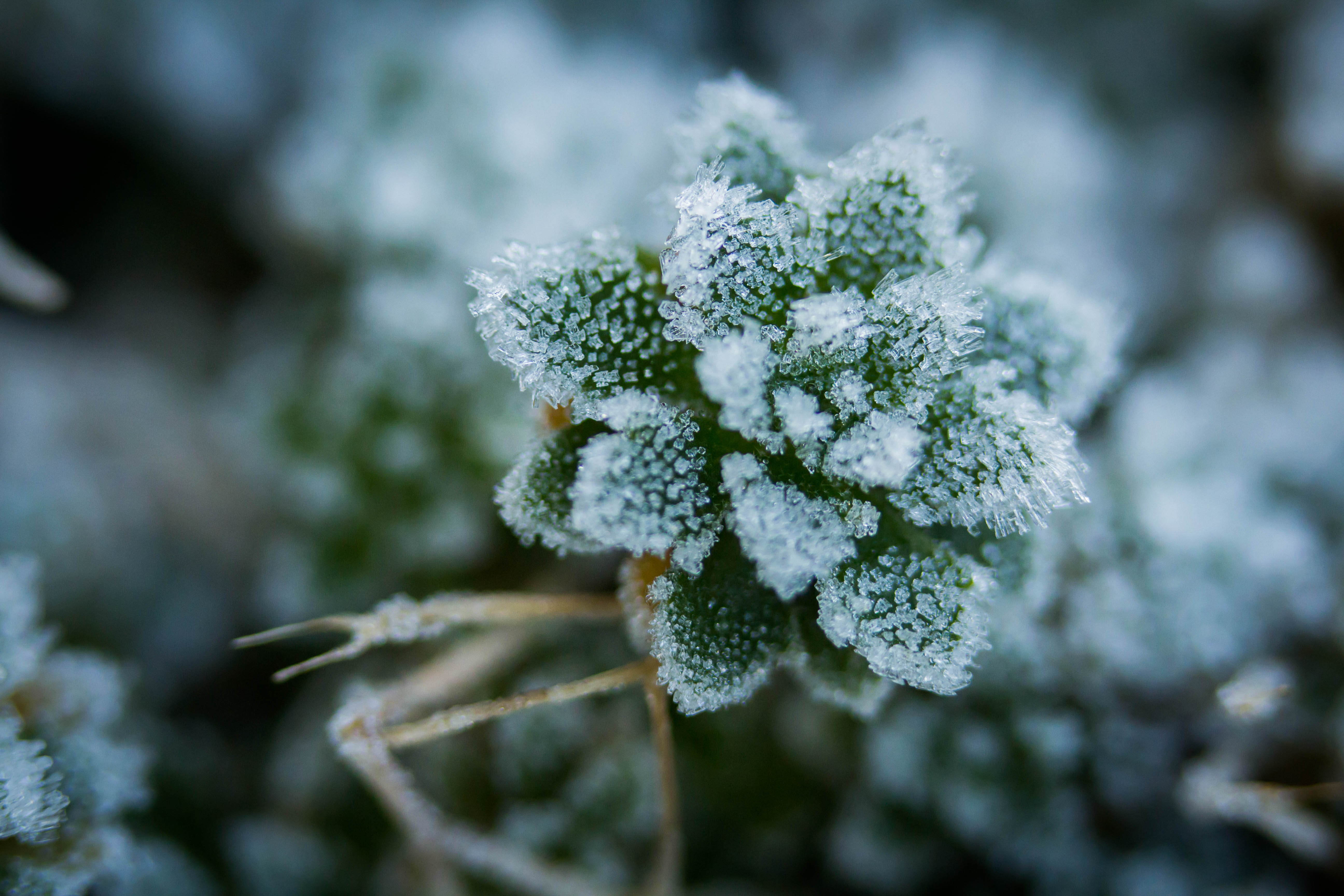 Winter Flora