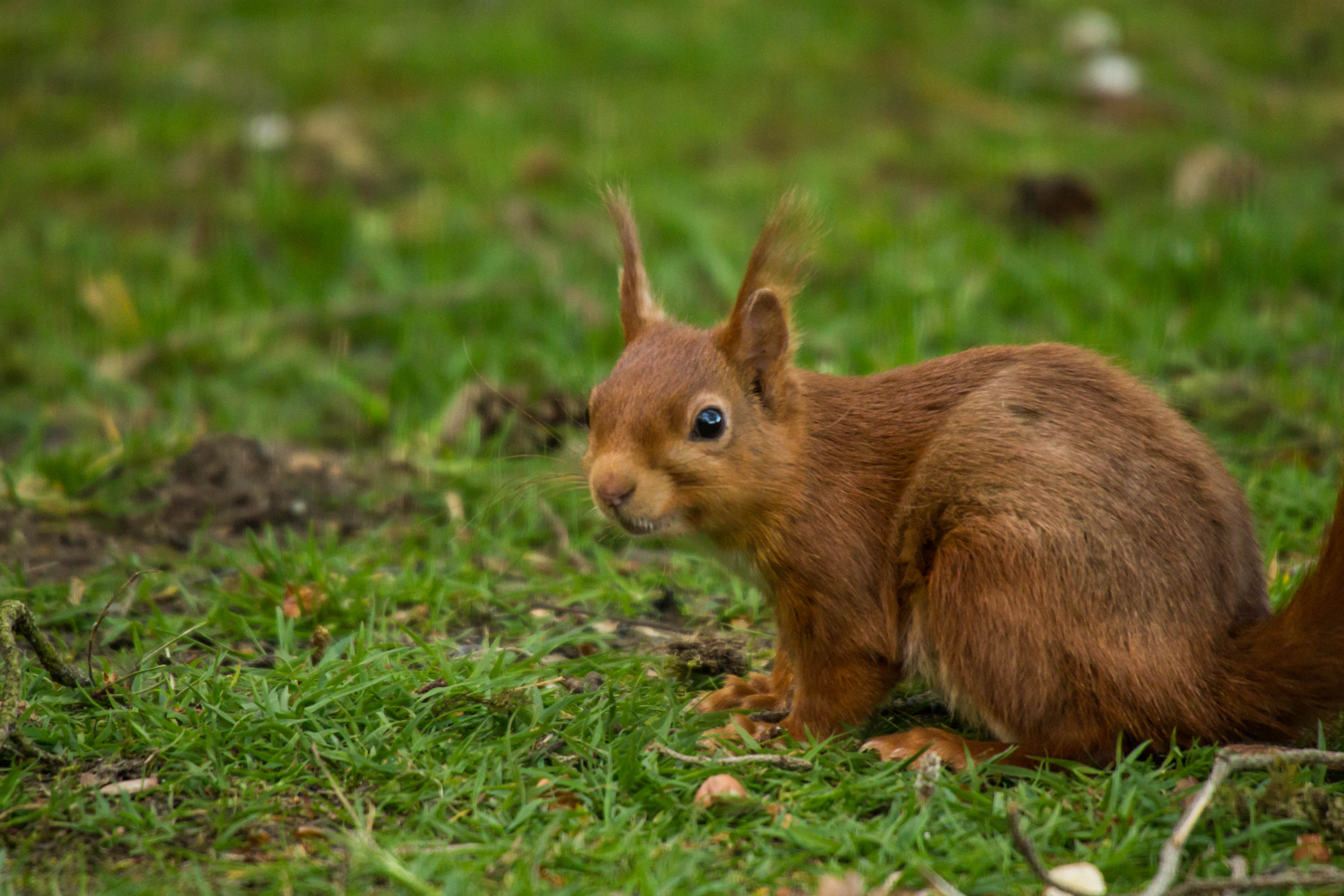 Help For Red Squirrels