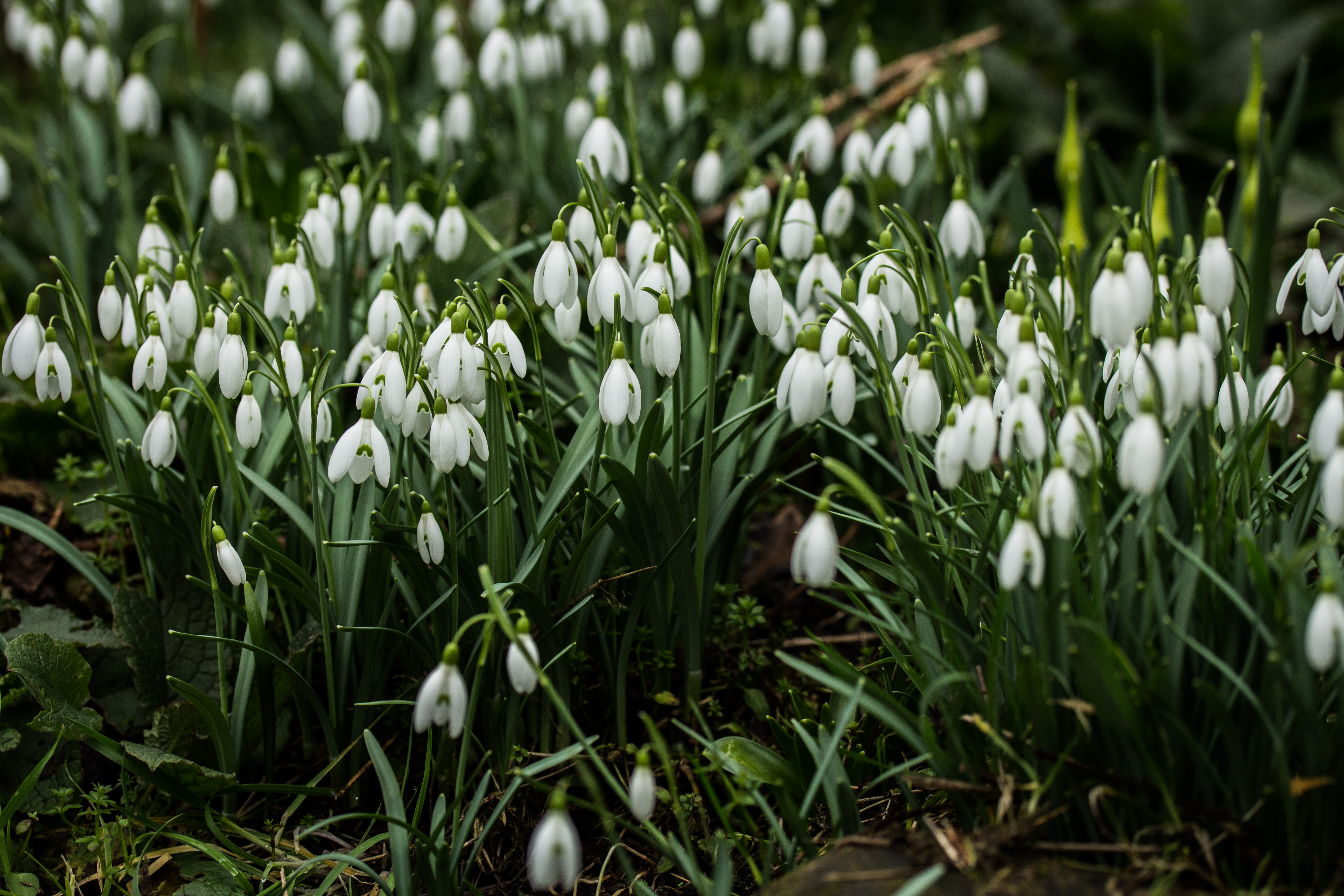 1 Snowdrop Rebecca Gibson