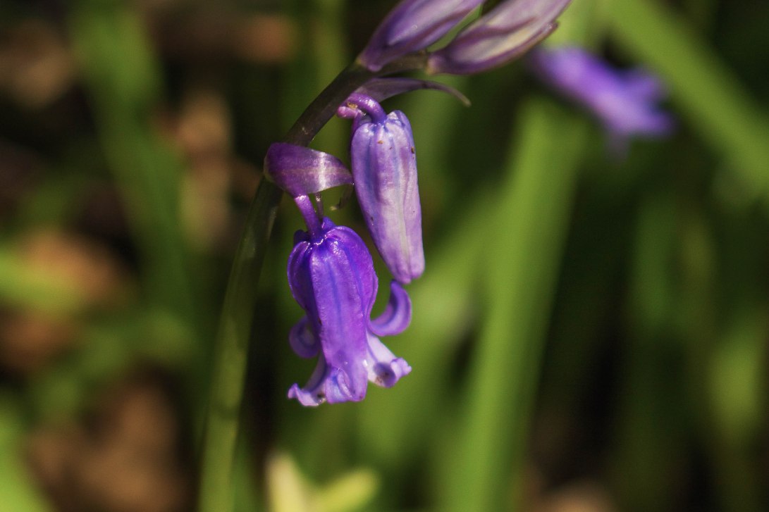 2 Bluebell Rebecca Gibson