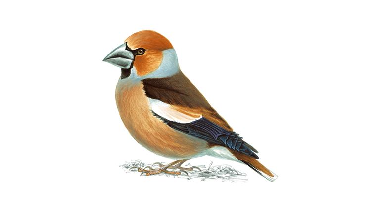 hawfinch_male_breedingplumage_1200x675