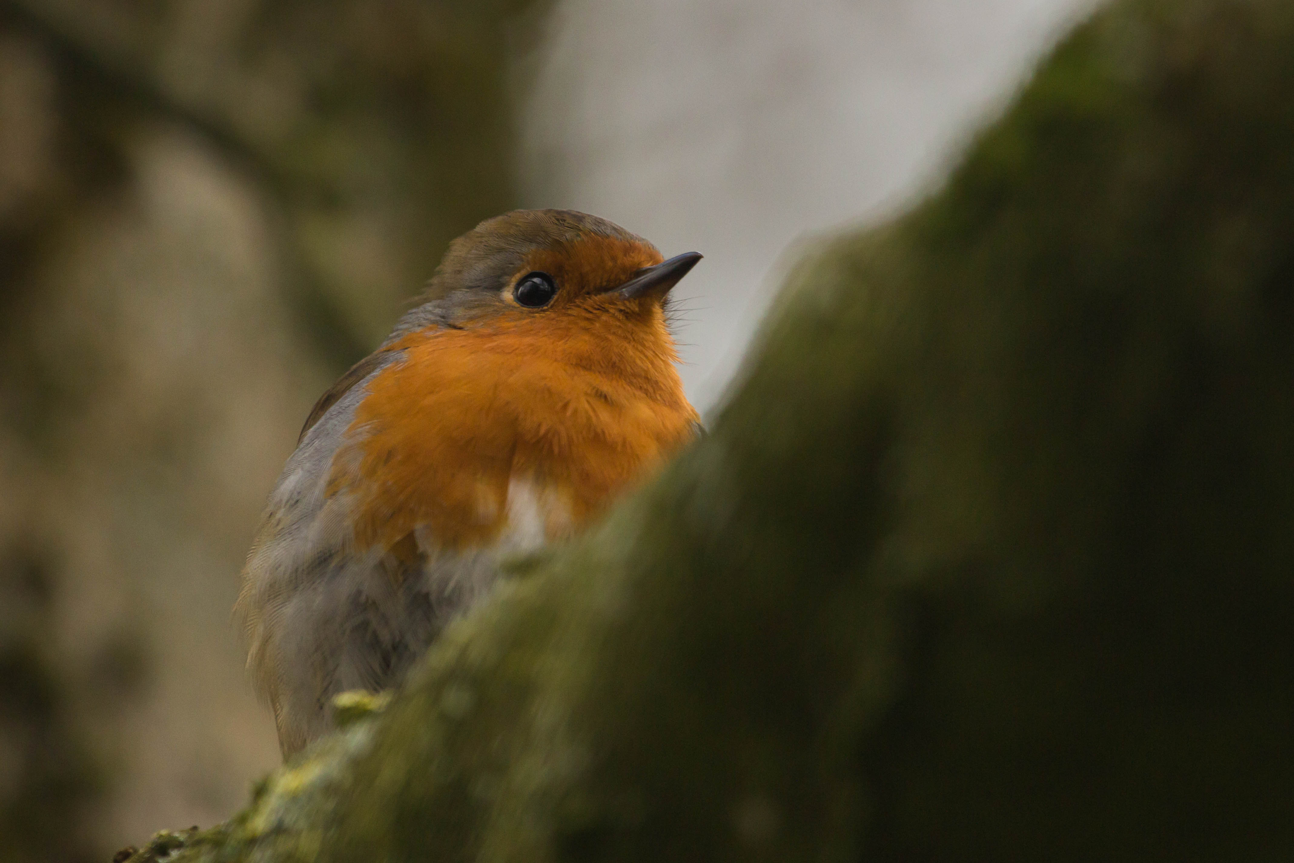 Learning to Birdlisten