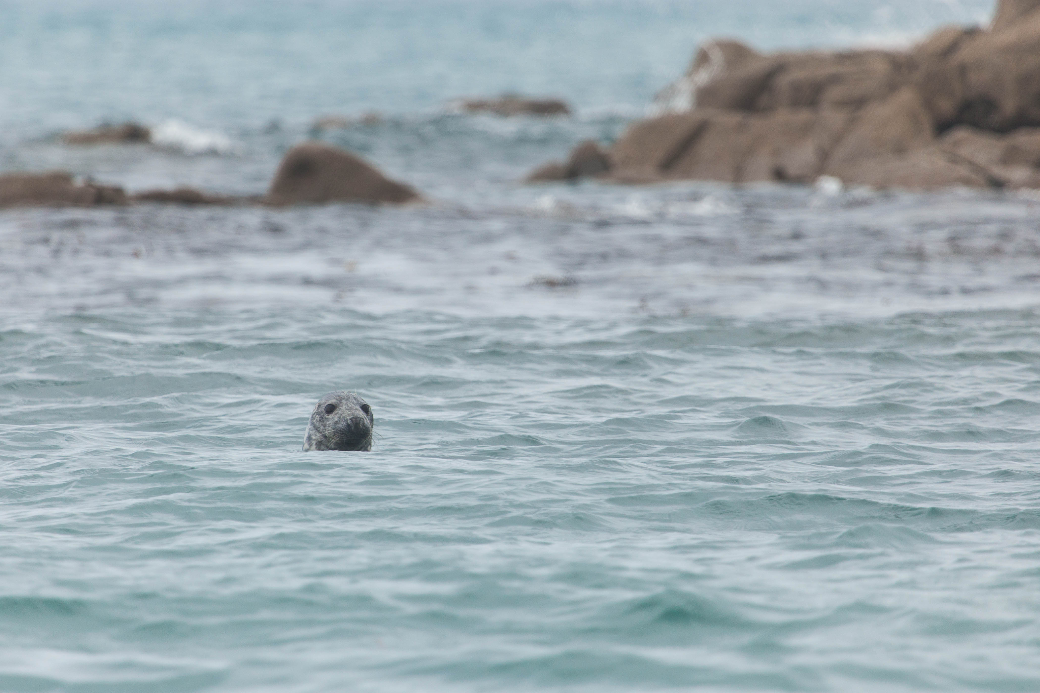I Need Your Help for Wildlife Blogger of the Year!
