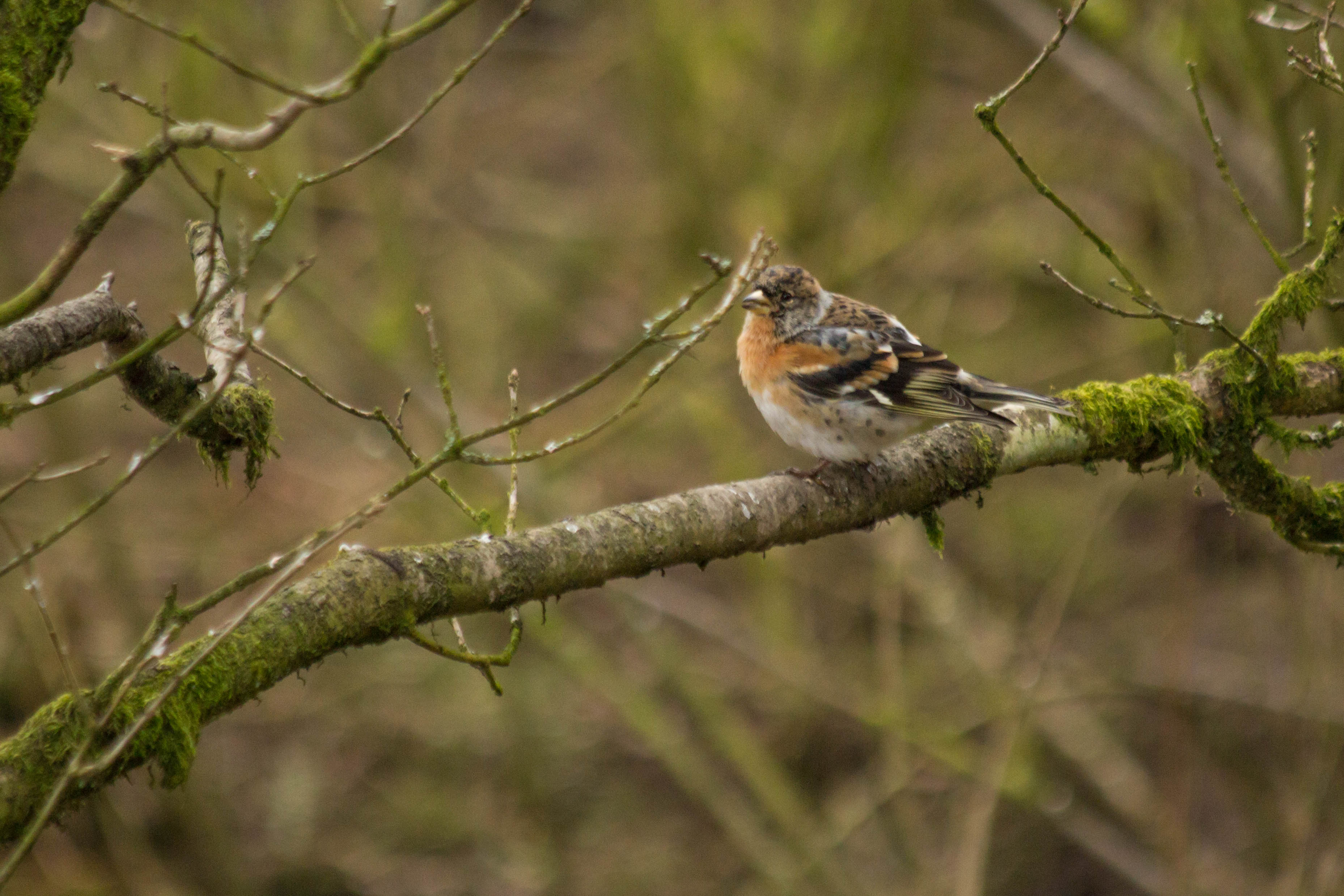 A Charm of Bramblings