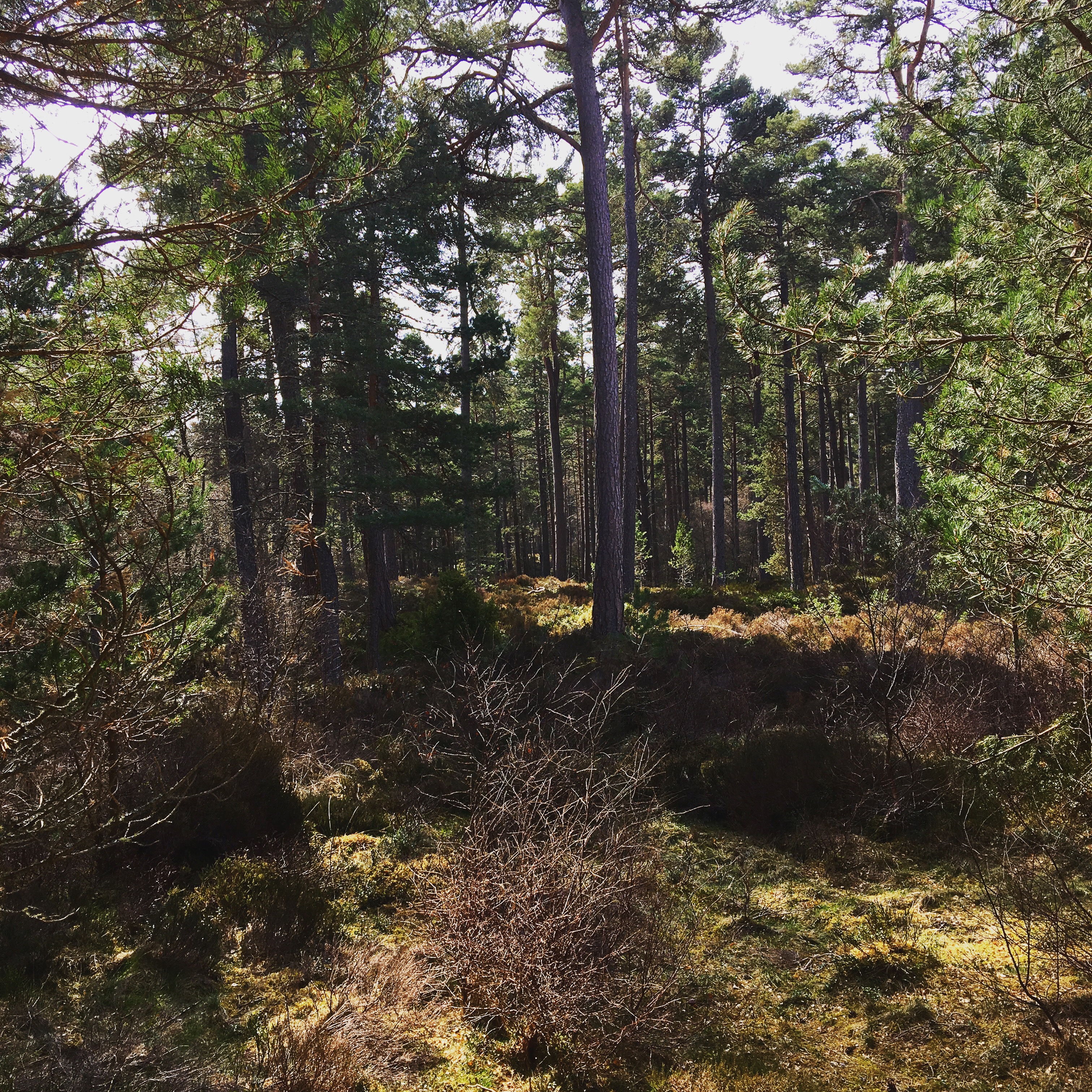 The Wildlife Hotel