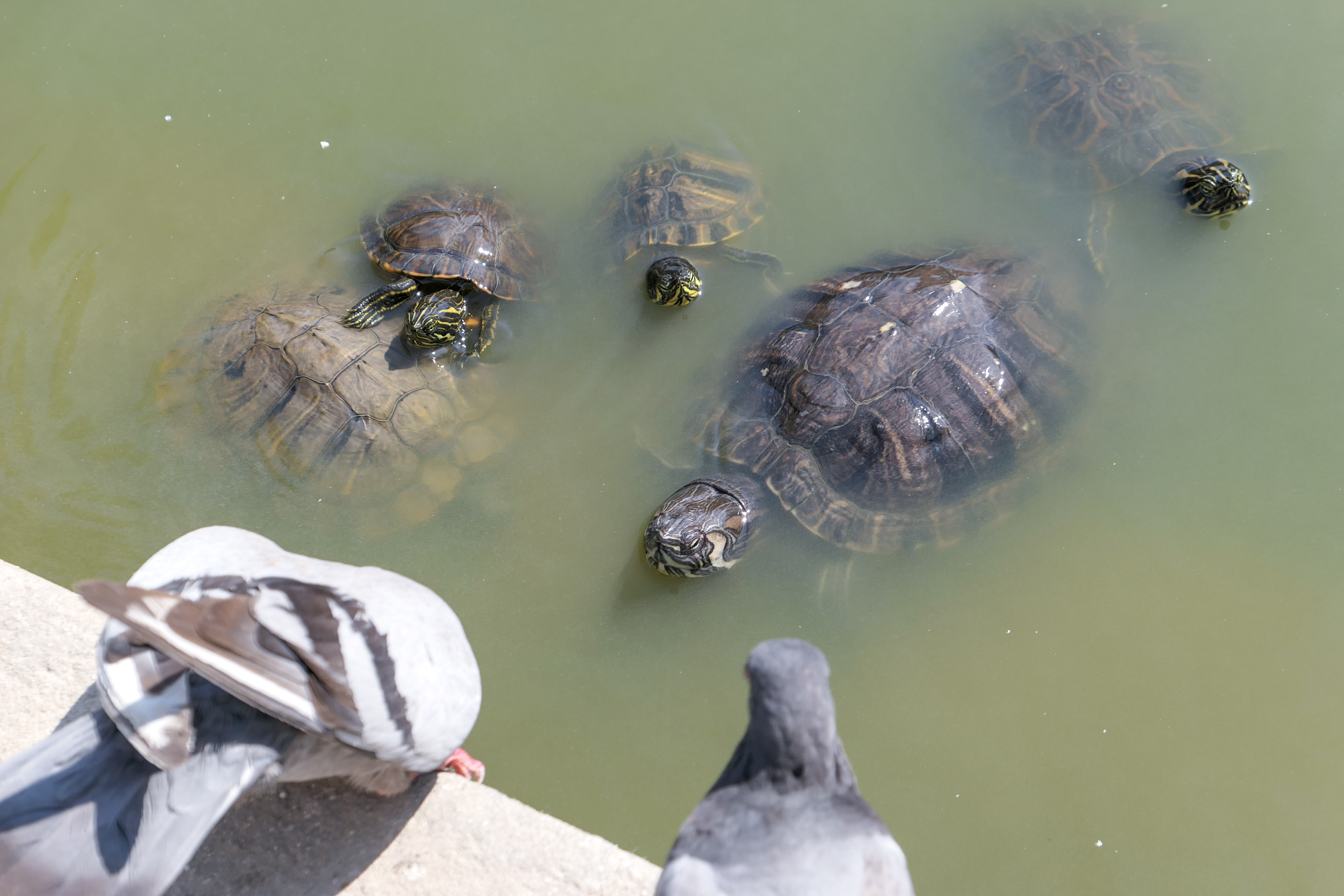 Reptiles in the Park