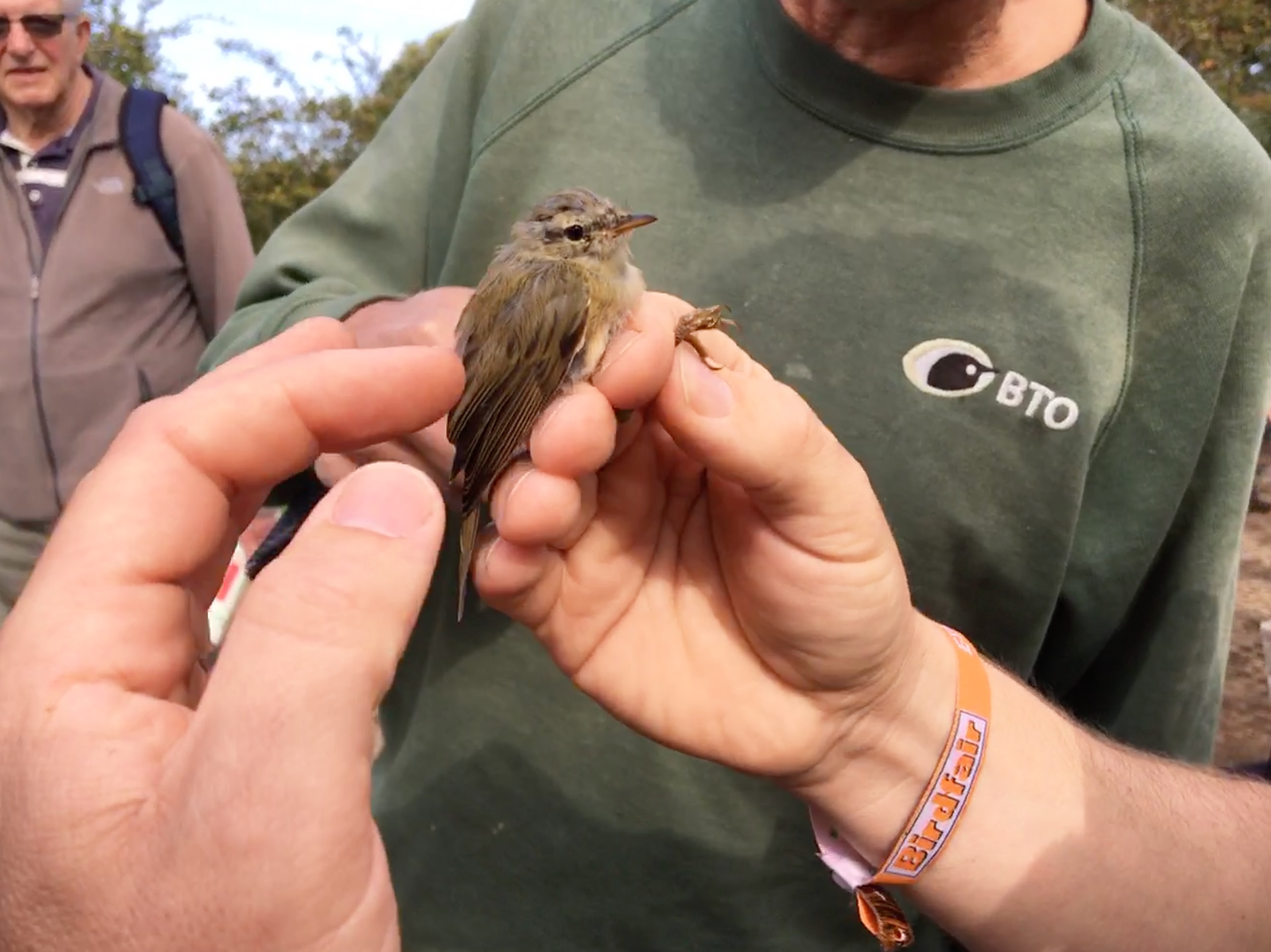 A Bird in the Hand
