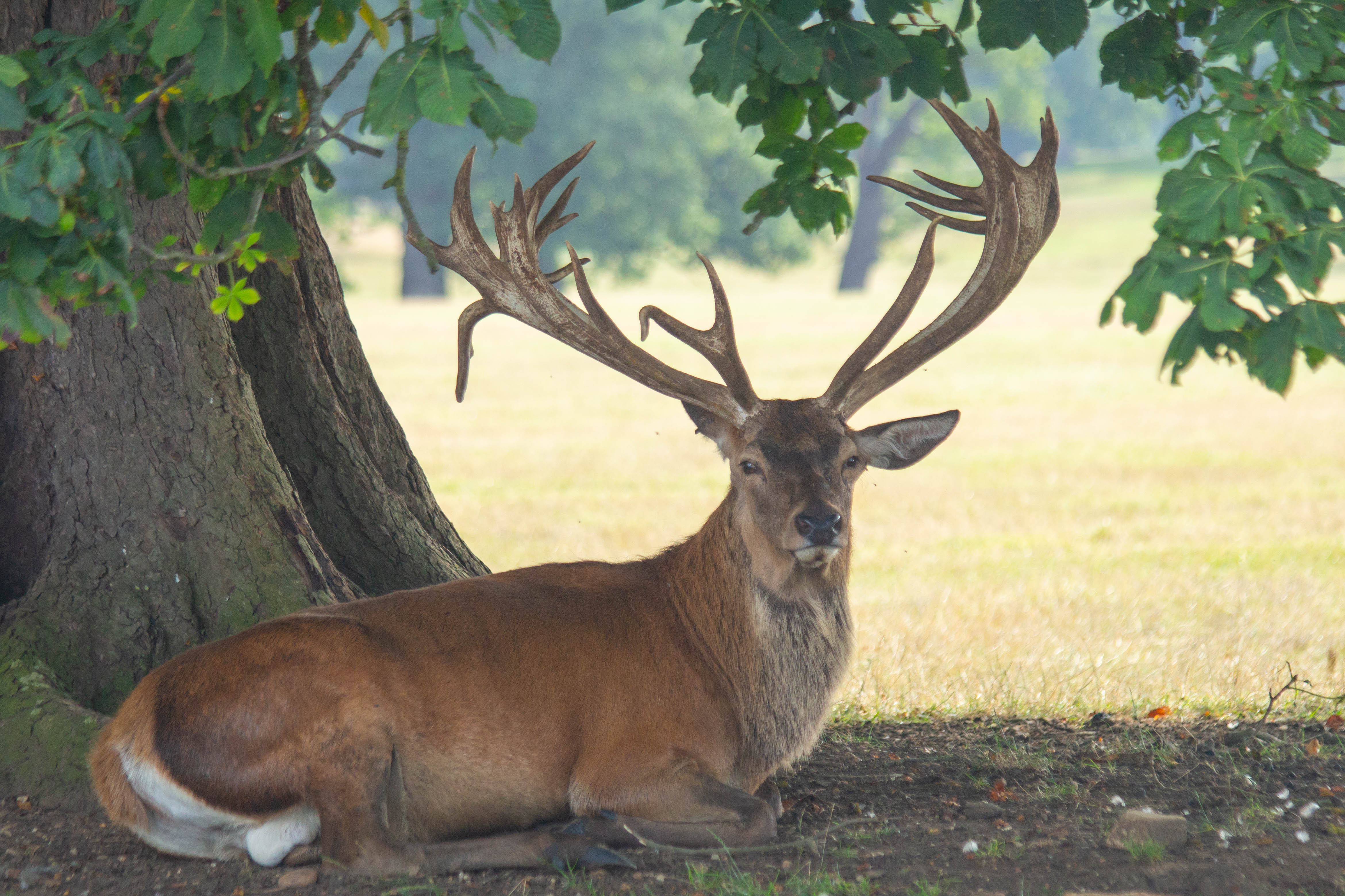 The Red Rut