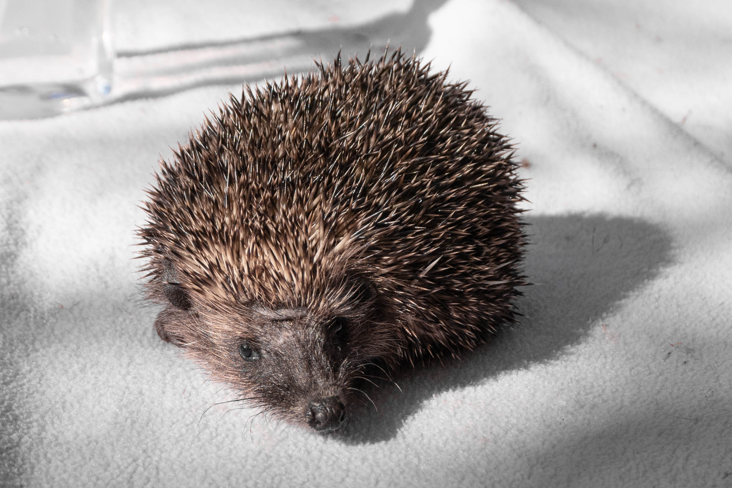 A Prickly Afternoon
