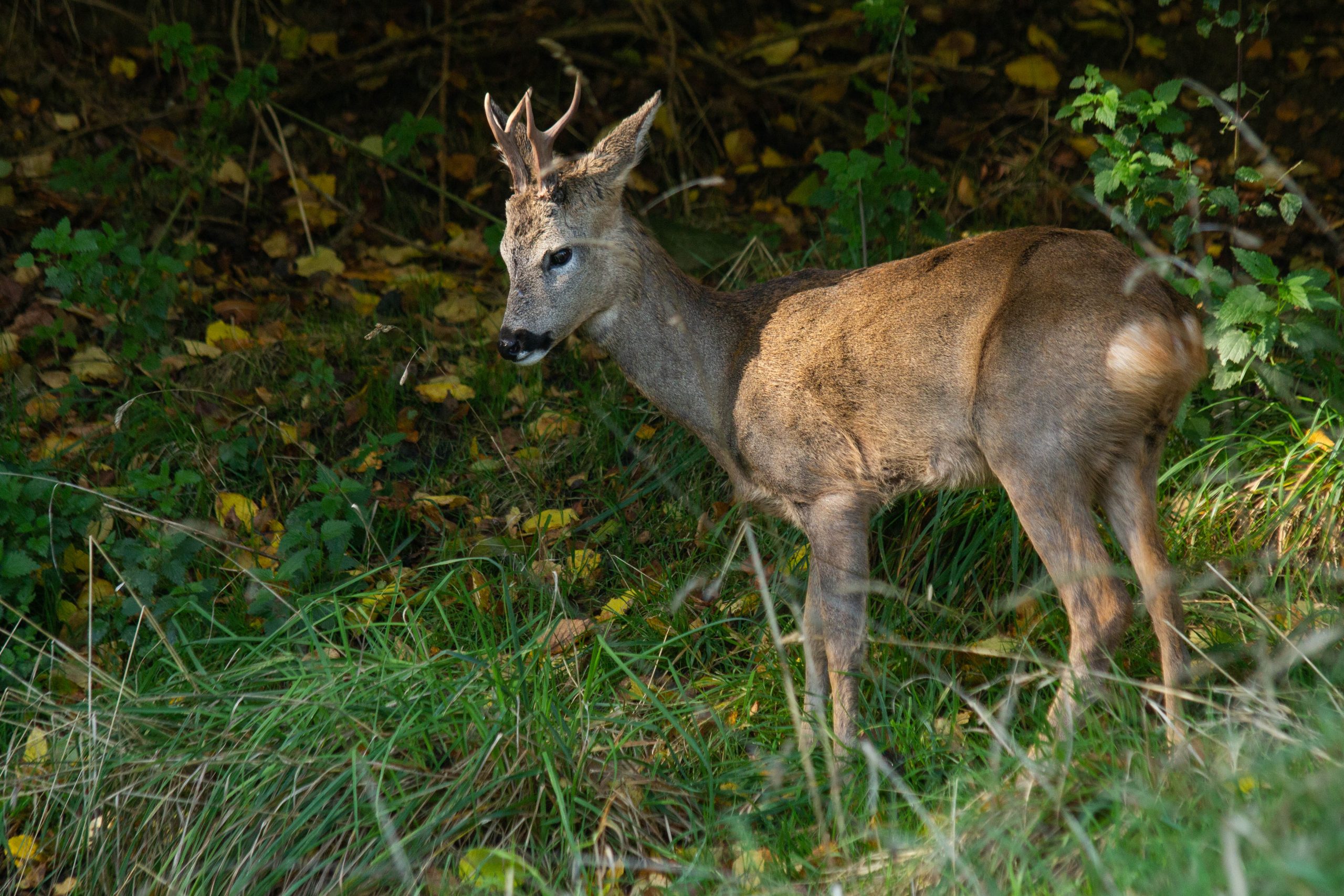 The British Wildlife Centre