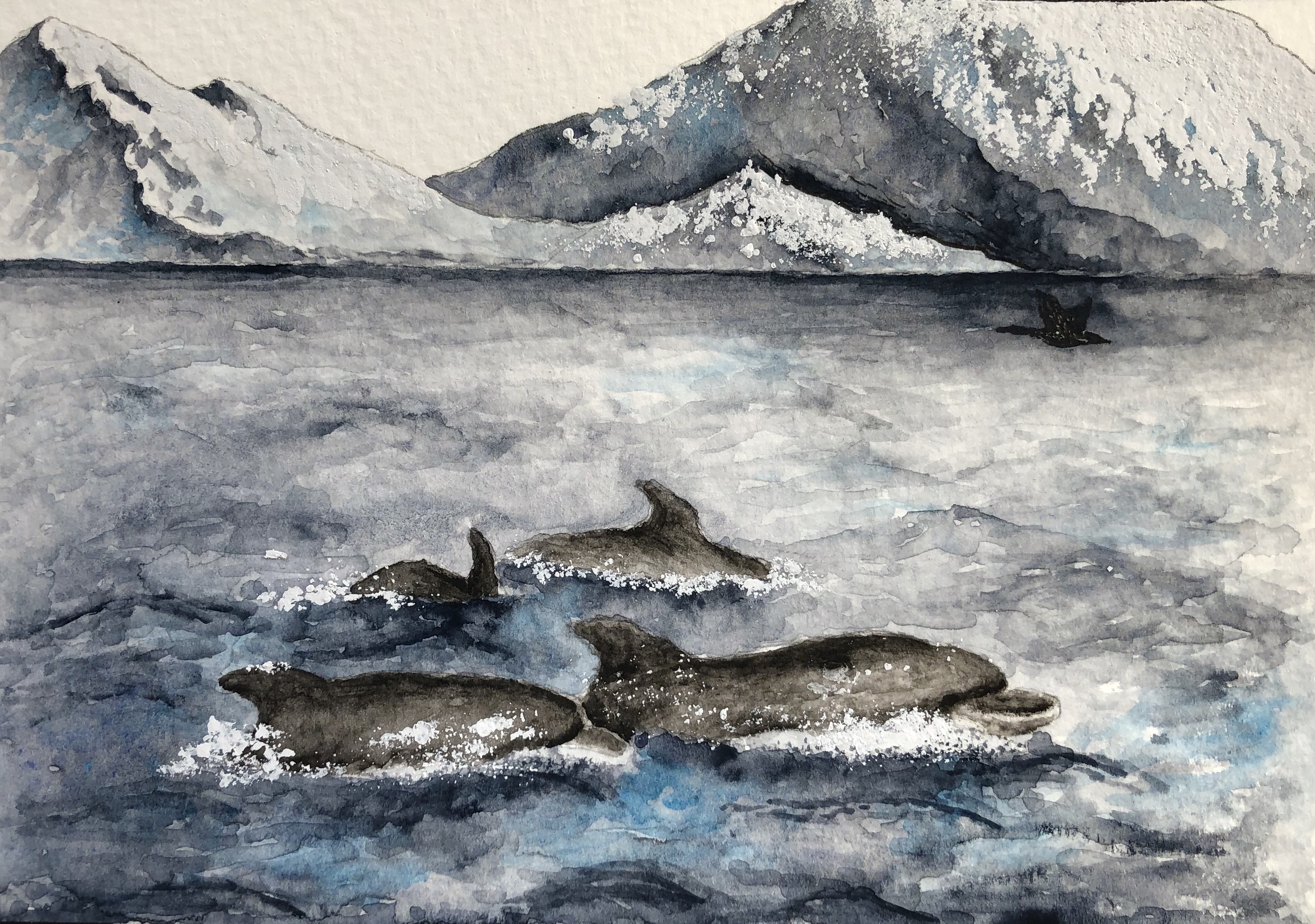 A Flash of Dorsal Fin