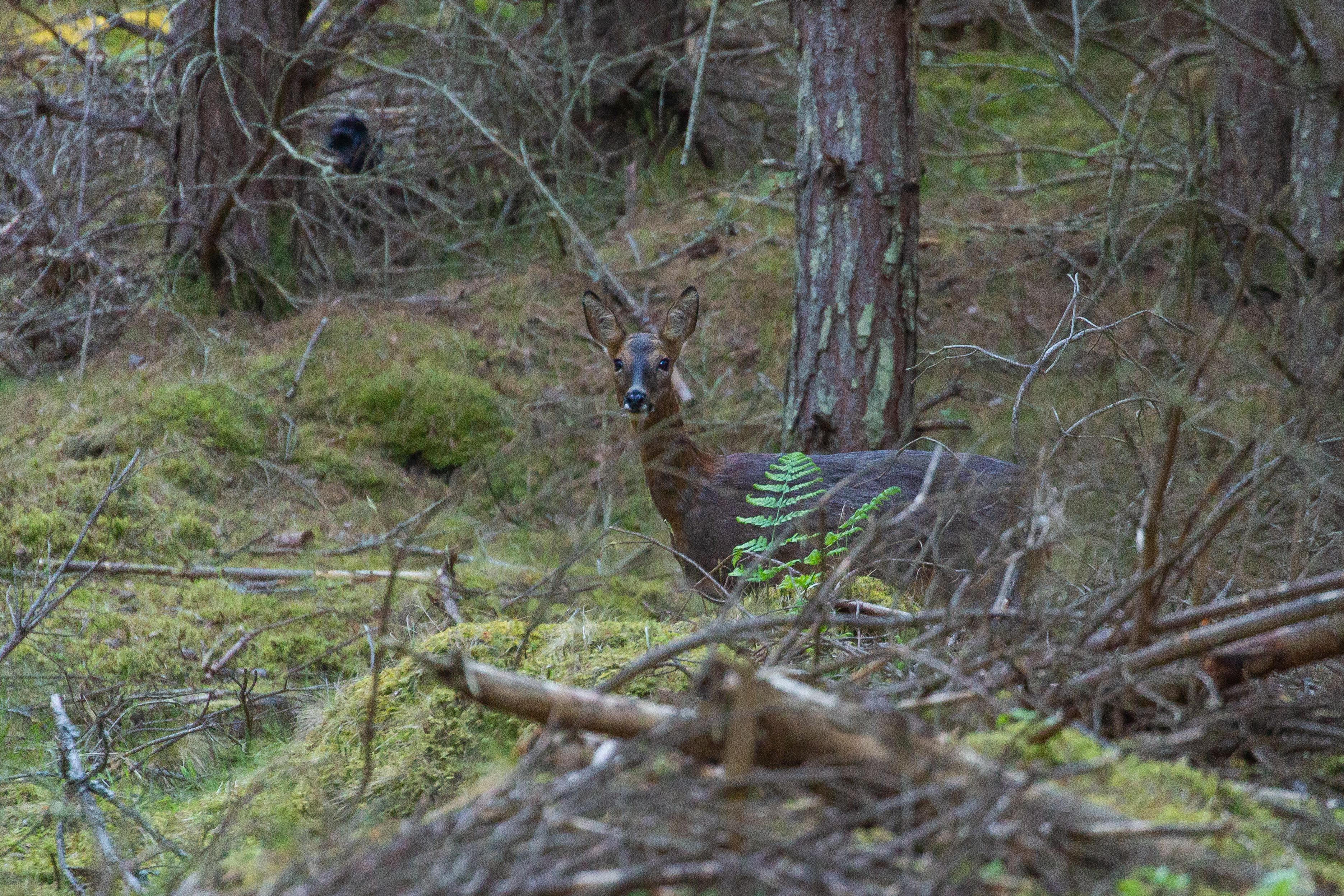 August WILDLIFE