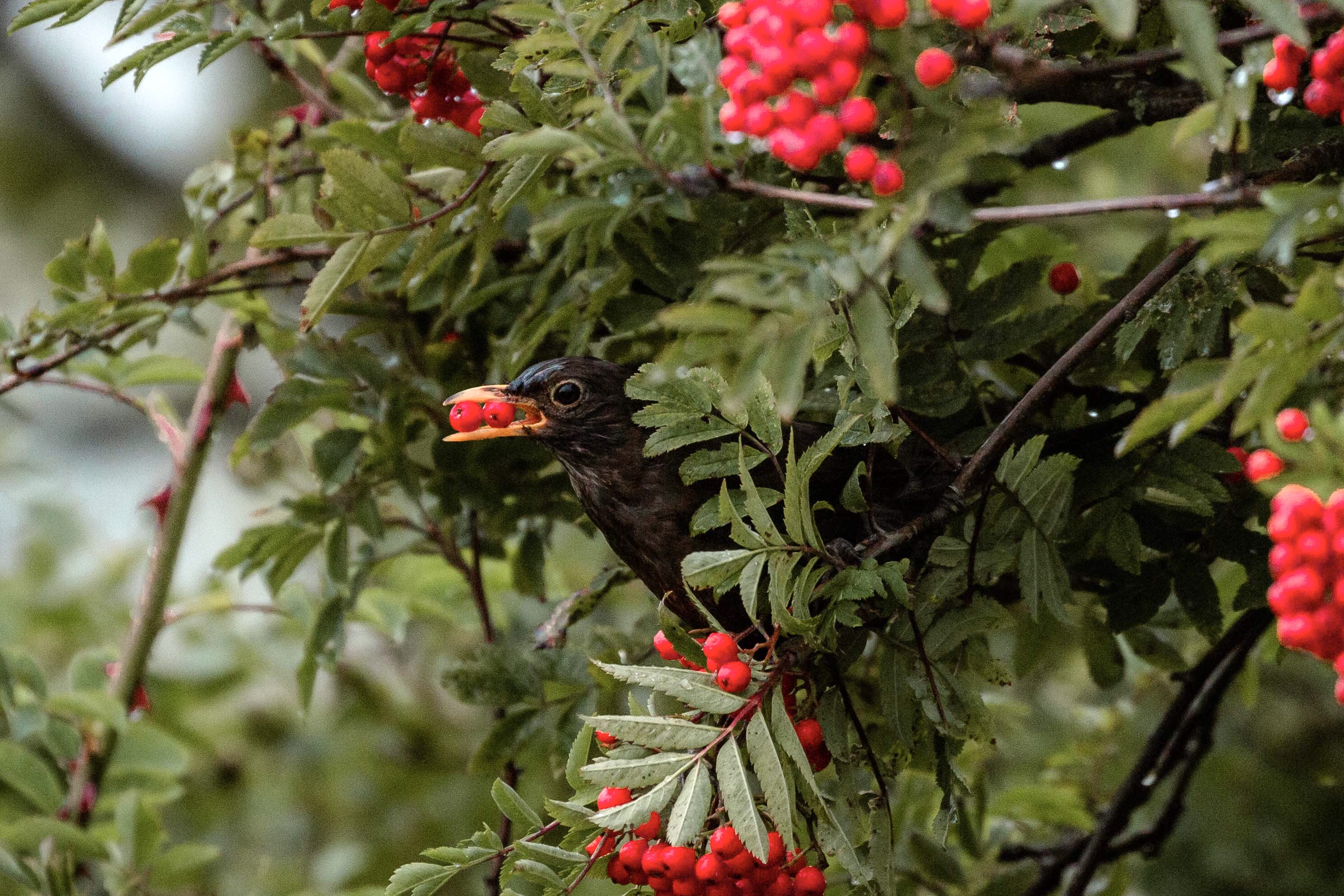 September WILDLIFE
