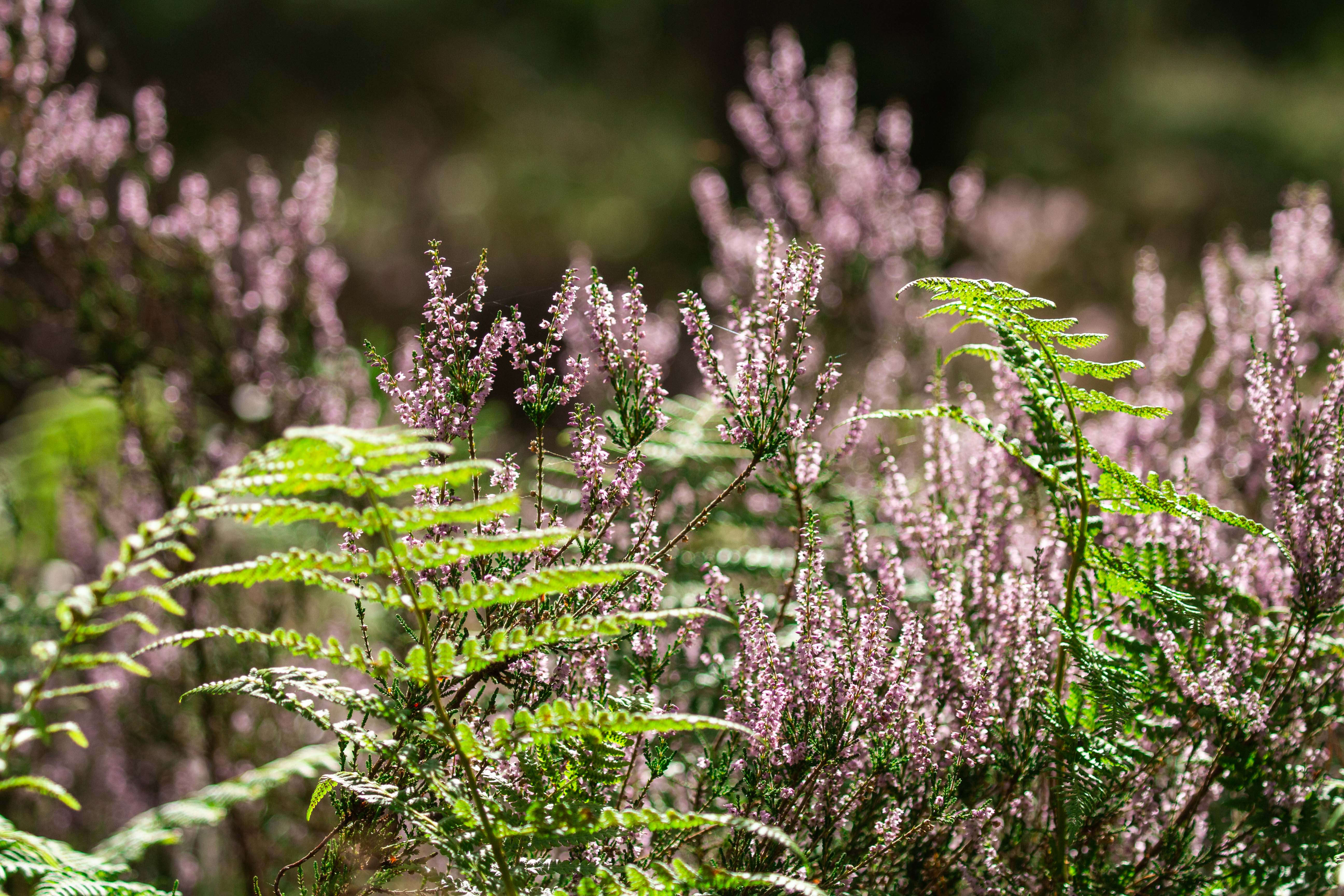 Amongst the Heather