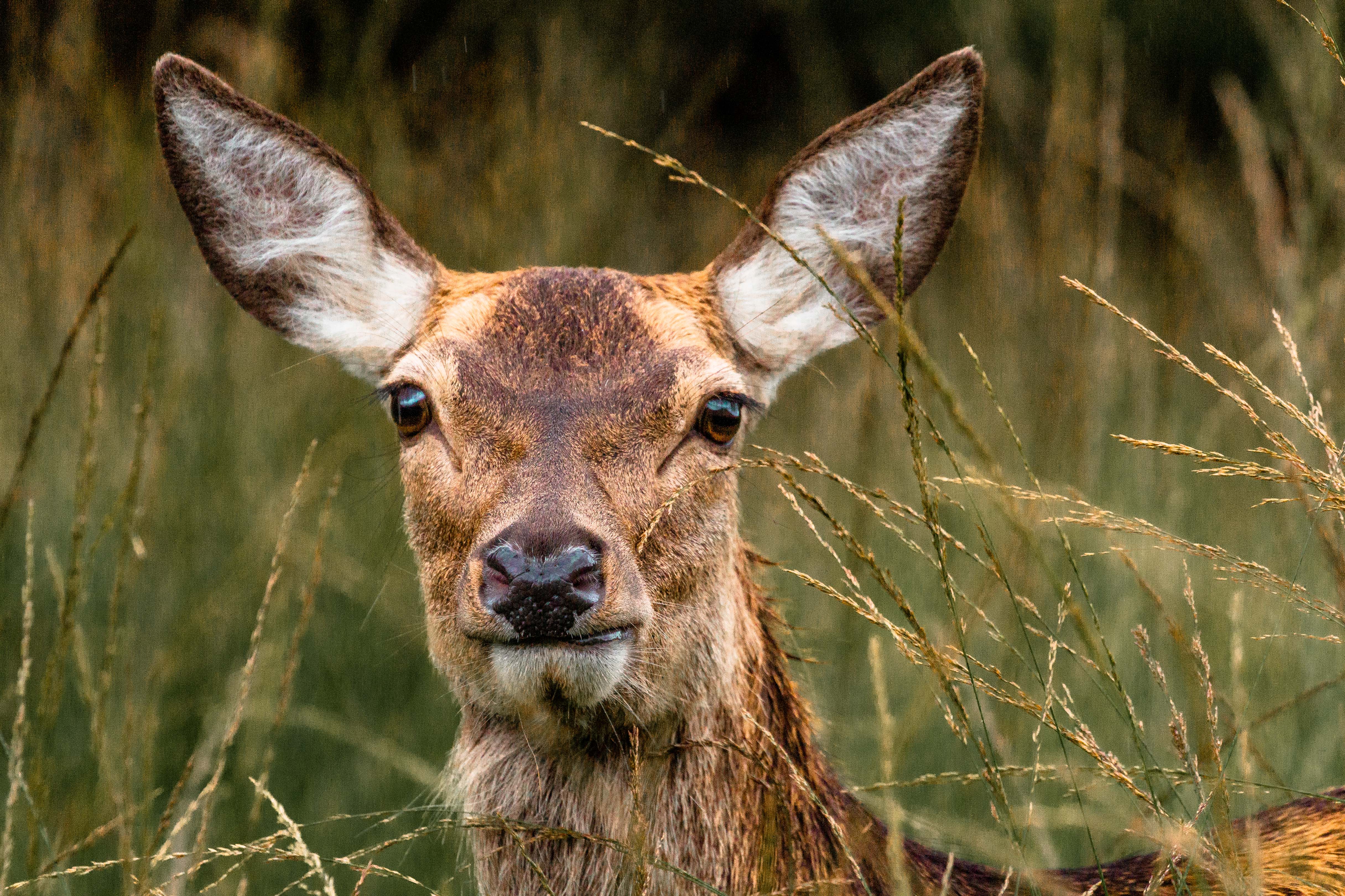 October Wildlife
