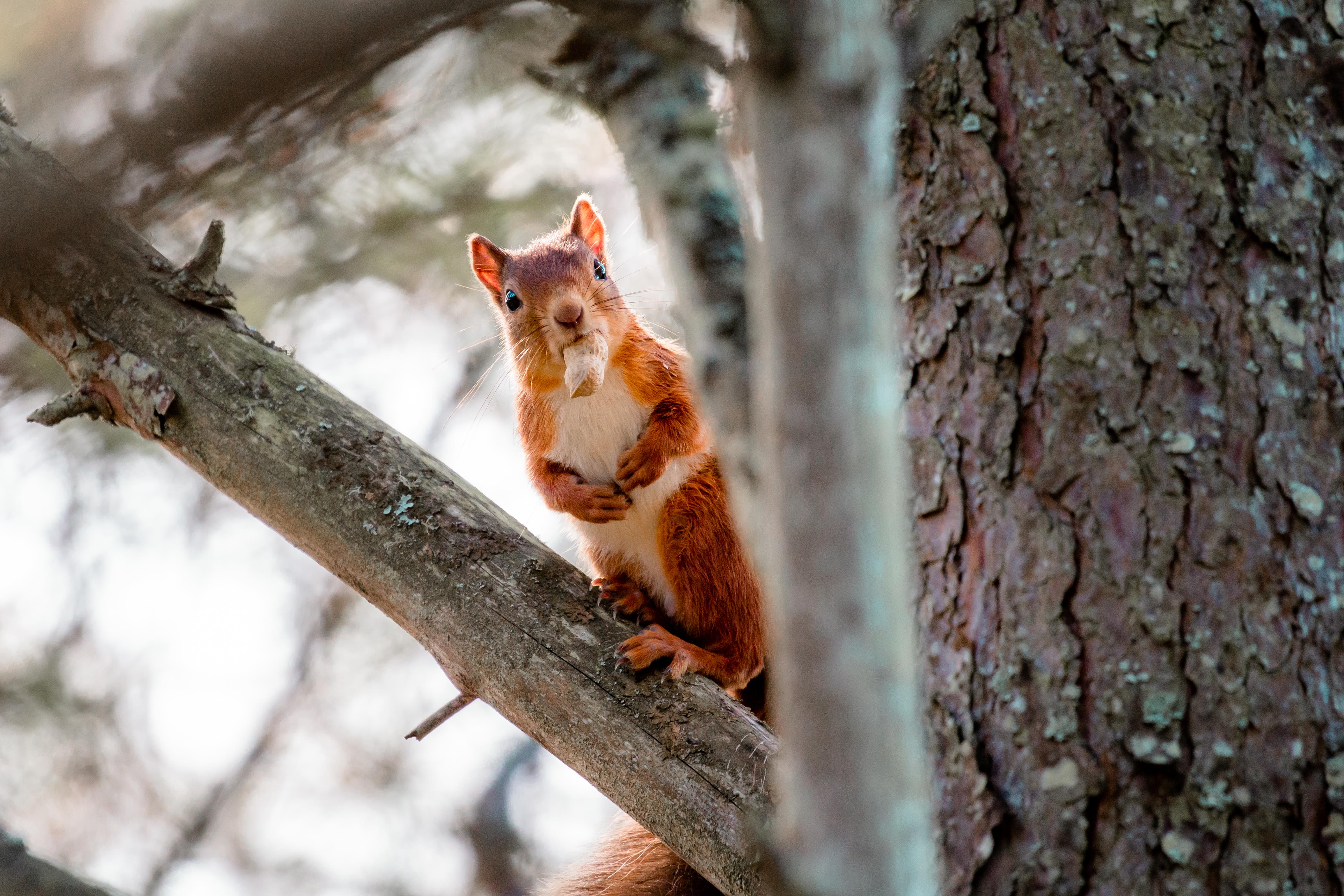 Red Squirrel Week