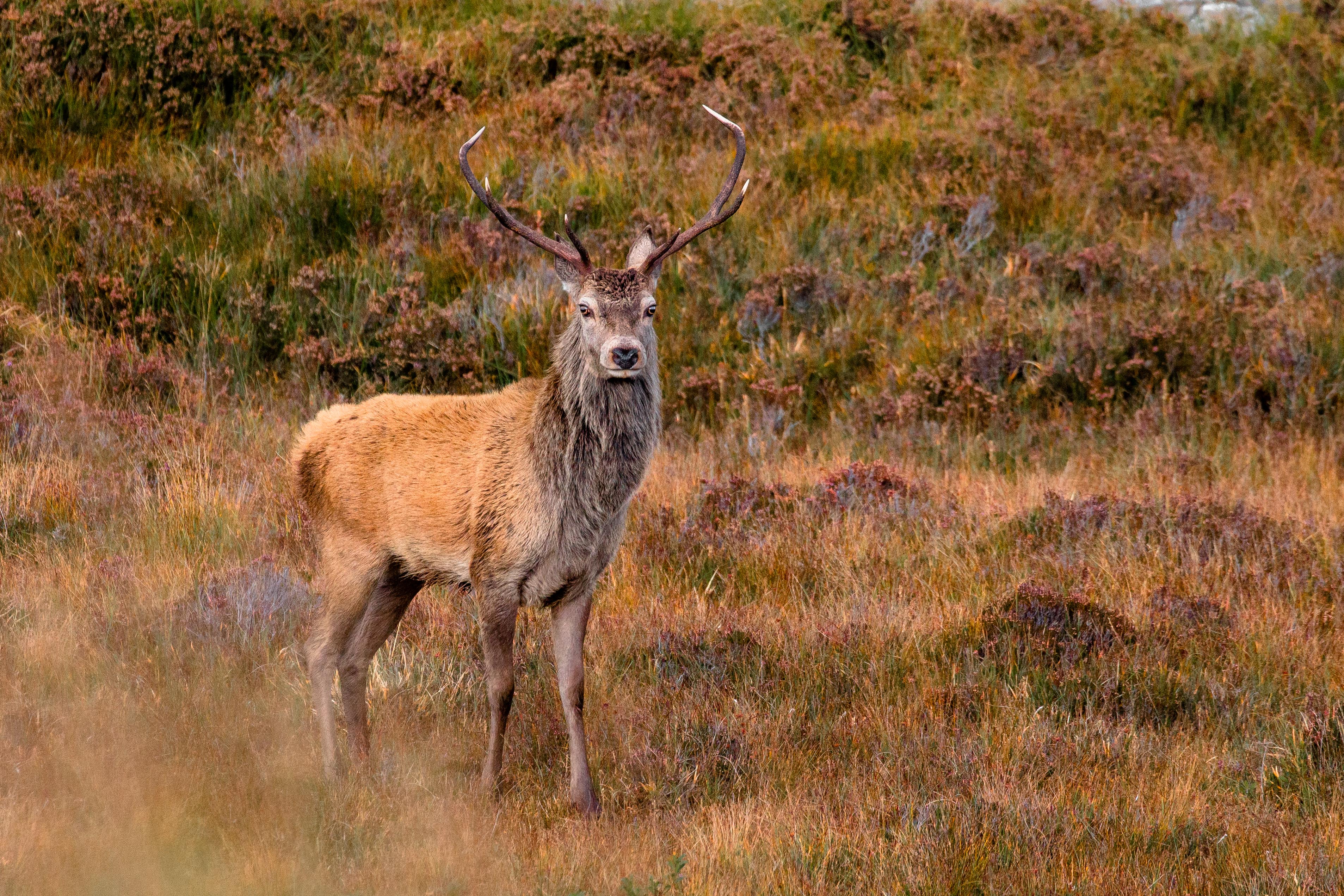 The Rut