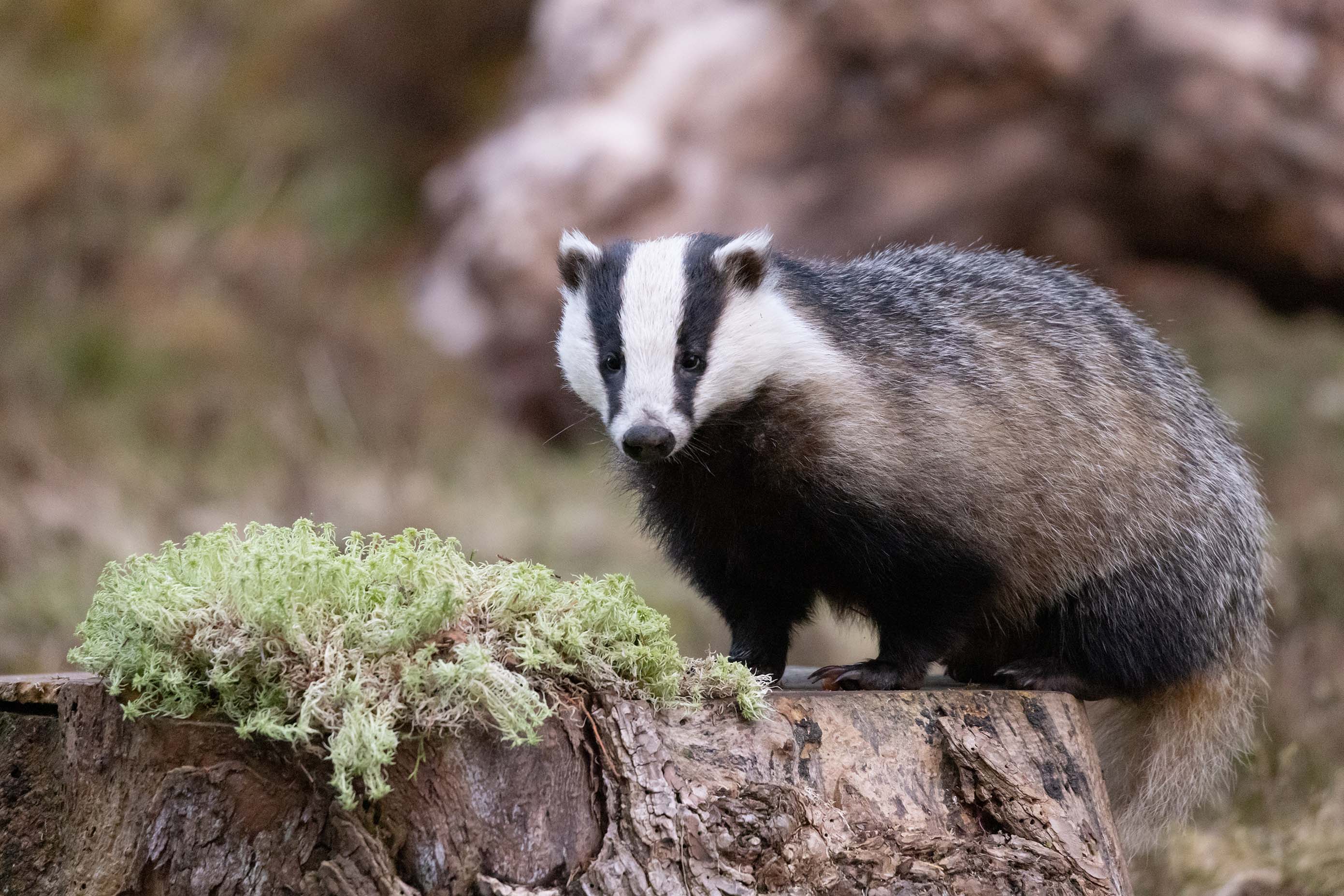 Mammal Month