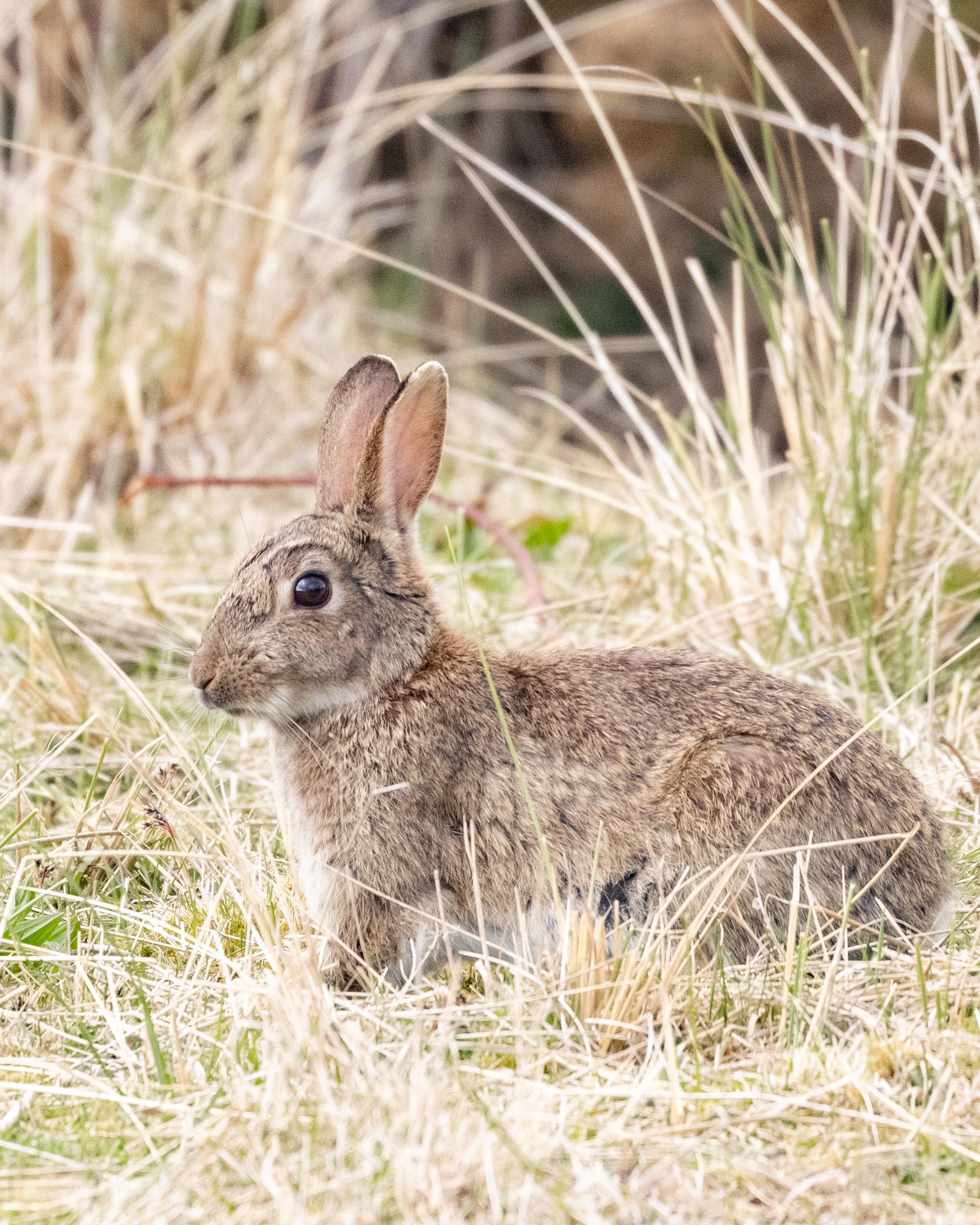 rabbit-1
