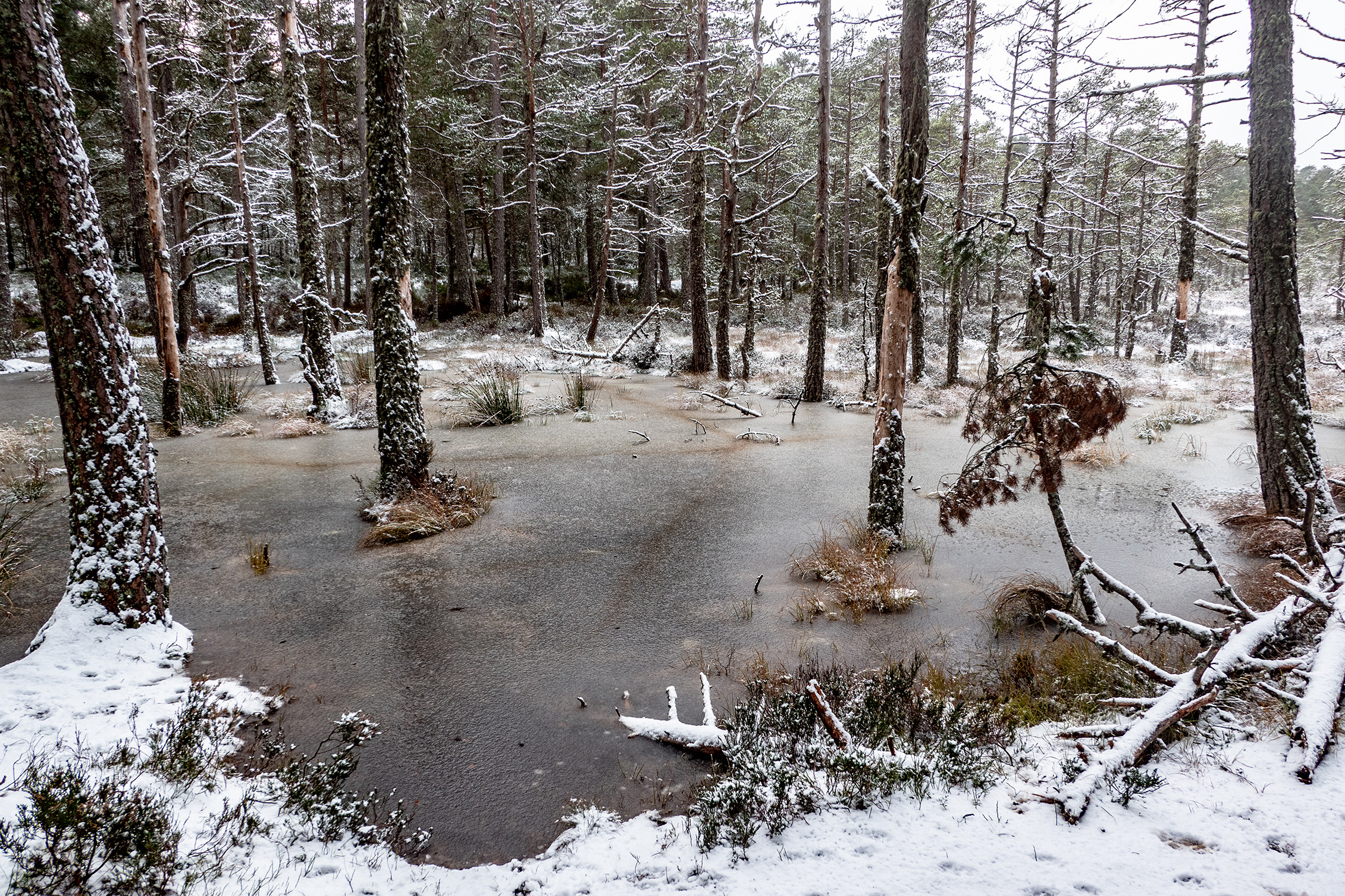 Winter Wonderland