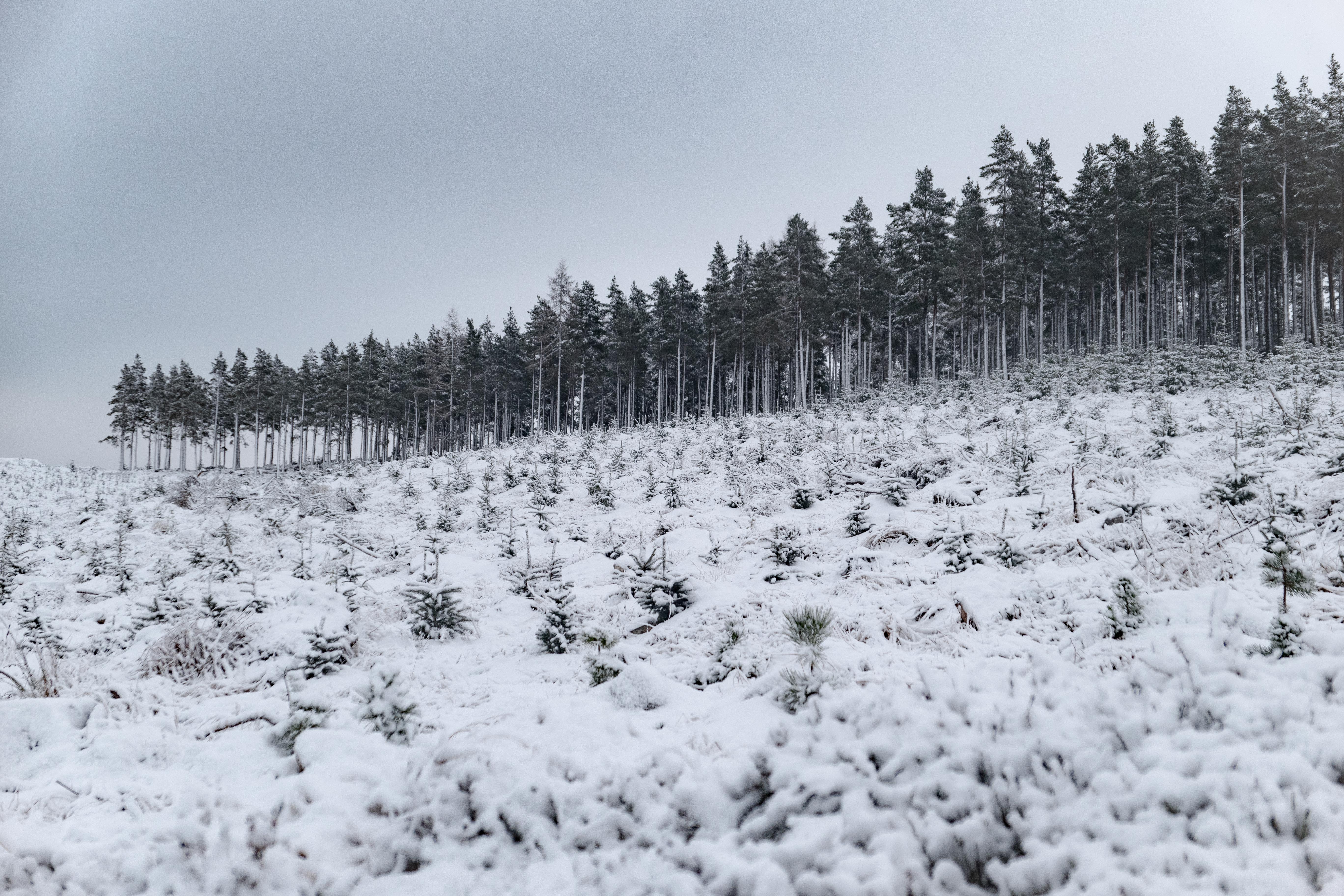 Traditional Flora of Yule