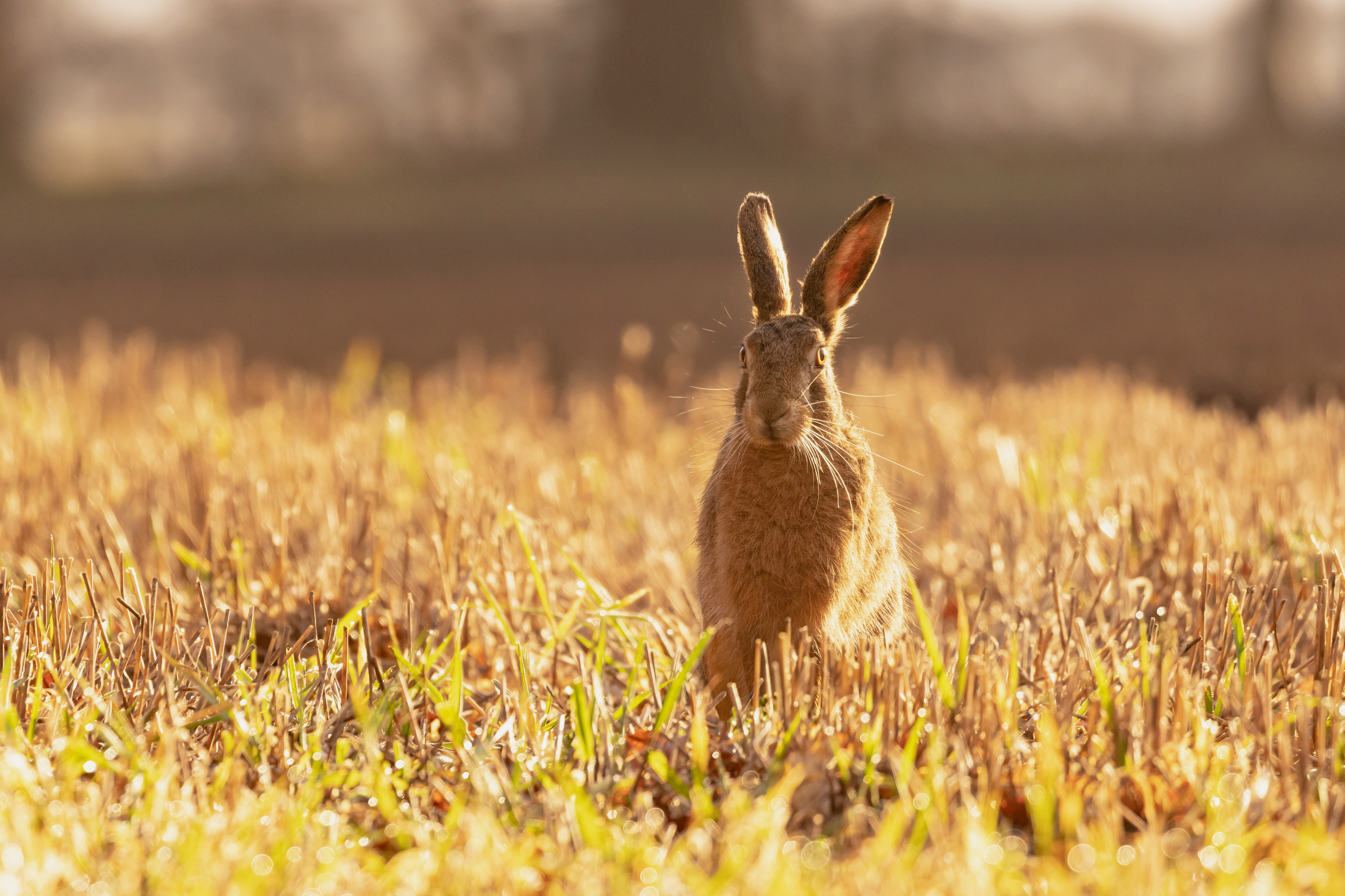 Easter Bunny at Sunrise