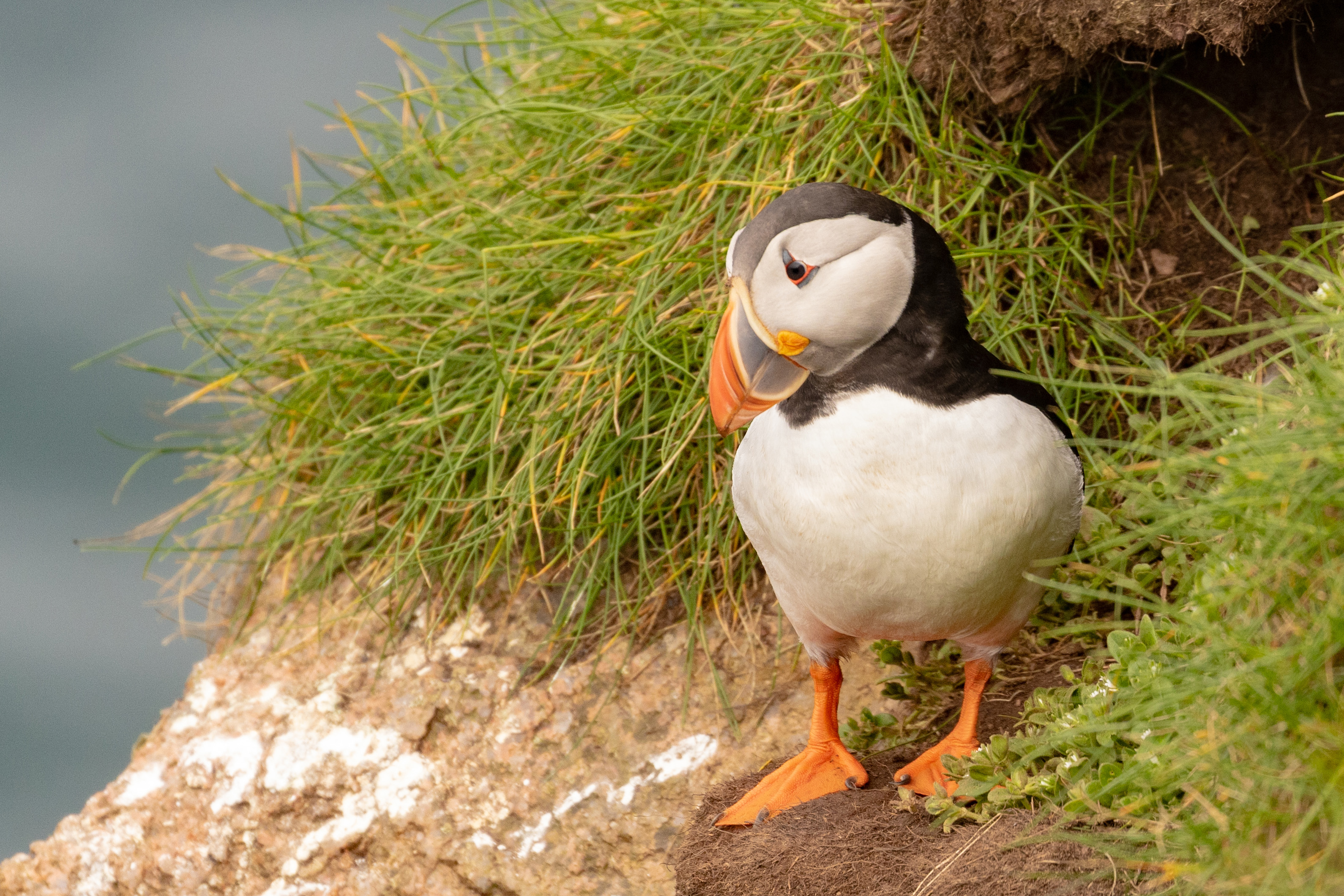 In Search of Puffins